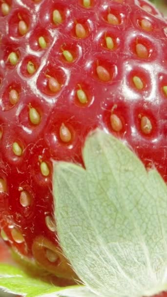 垂直录像 在其他模糊草莓的背景下旋转的新鲜草莓的宏观照片 这是一个循环广告飞溅屏幕 — 图库视频影像