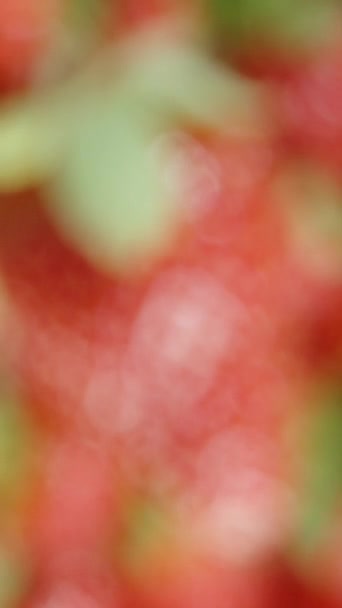 垂直录像 模糊的图像 缓慢聚焦于草莓的旋转 浆果的背景 — 图库视频影像