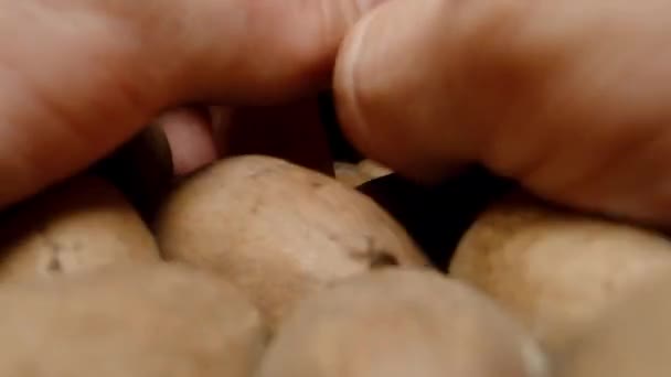 Men Hands Gather Pecan Nuts Shells Pile Camera Moves Backward — Stok Video