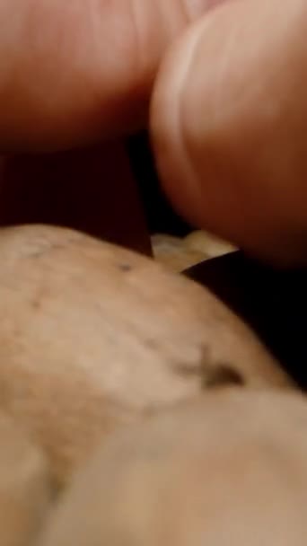 Κάθετο Βίντεο Ανδρικά Χέρια Συγκεντρώστε Pecan Nuts Κελύφη Ένα Χάπι — Αρχείο Βίντεο