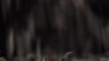 Kuru siyah çay yaprakları bir kavanoza doluyor, tüm çerçeveyi kaplıyor, yavaşlamış makro..