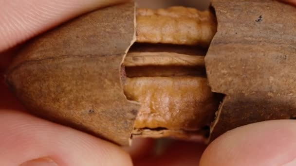 Pecan Shell Splits Two Parts Men Hands Examines Nut Macro — Stock Video