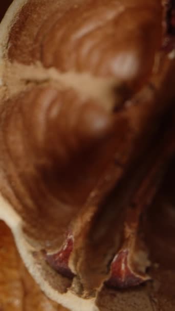 Вертикальное Видео Текстура Внутри Скорлупы Ореха Ореха Ореха Ореха Ореха — стоковое видео