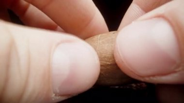 Cevizin iki parçaya bölünmesi, fındığın makrodaki iç dokusunu gösteriyor..