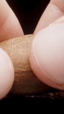 Dikey video. Cevizin iki parçaya bölünmesi, fındığın makrodaki iç dokusunu gösteriyor..