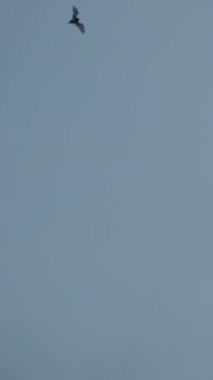 Dikey video. Kara Gökteki Yarasa Sinekleri Dağların Üzerinde. Yavaş Hareket.