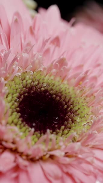 Pionowe Wideo Krople Deszczu Spadają Różowe Kwiaty Gerbery Zbliżenie Zwolnione — Wideo stockowe