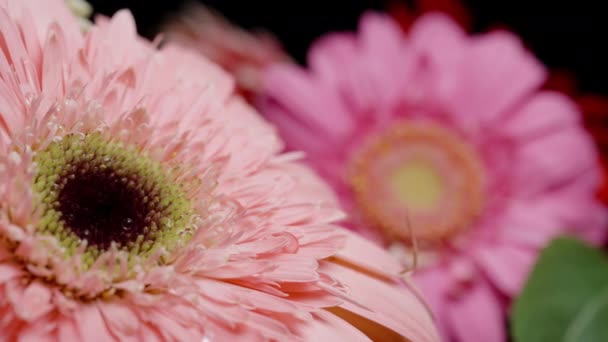 Raindrops Fall Pink Gerbera Flowers Close Slow Motion — Stock Video