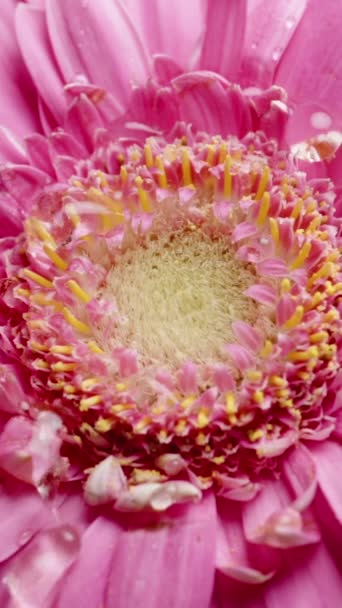 Pionowe Wideo Zbliżenie Różowego Kwiatu Gerbery Kropelkami Wody Spadającymi Niego — Wideo stockowe