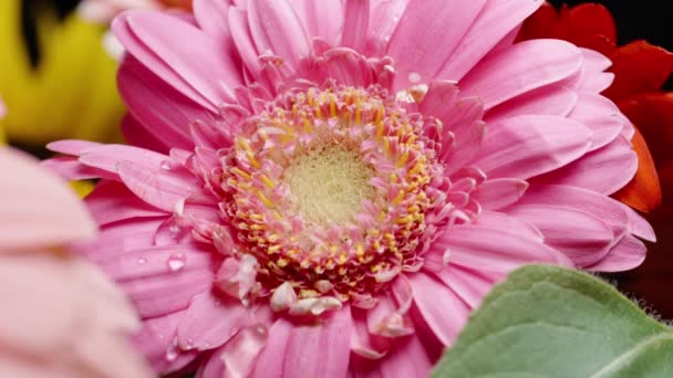 Zbliżenie Różowego Kwiatu Gerbery Kropelkami Wody Spadającymi Niego — Wideo stockowe