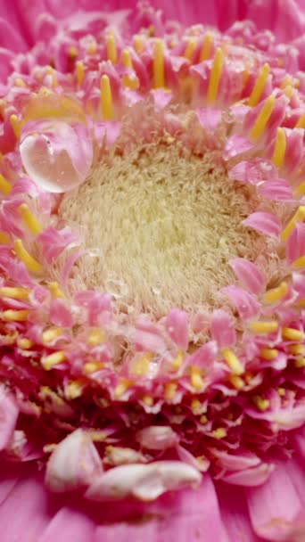 Pionowe Wideo Makro Zdjęcie Różowego Pączka Gerbera Kropelkami Wody Spływającymi — Wideo stockowe