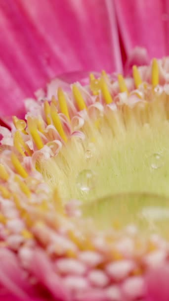 Vertical Video Water Trickles Pink Gerbera Flower — Stock Video