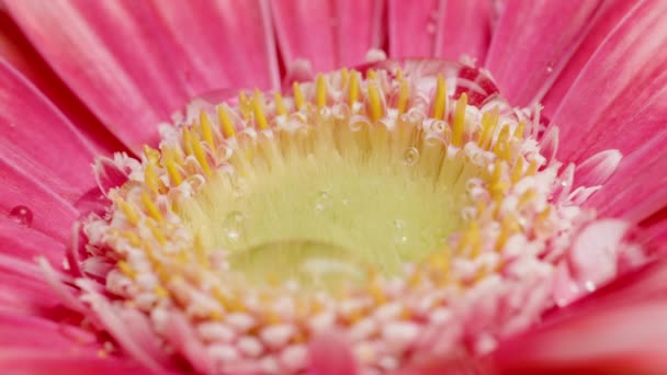 Water Trickles Pink Gerbera Flower — Stock Video
