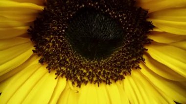 Siyah arka planda sarı bir Gerbera çiçeğinin renkli bir buketi. Kırmızı ve pembe renkler.