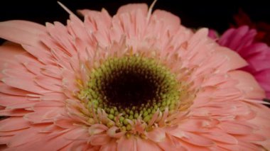 Siyah arka planda pembe gerbera çiçeği. Hediye buketi.