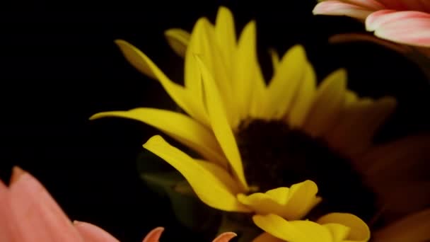 Διάφορα Χρώματα Των Λουλουδιών Gerbera Κάμερα Γλιστρά Μέσα Από Αυτά — Αρχείο Βίντεο
