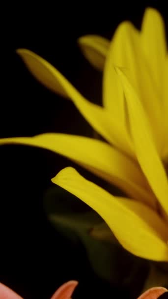Pionowe Wideo Różne Kolory Gerbera Kwiaty Aparat Przesuwa Się Przez — Wideo stockowe
