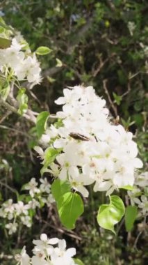 Dikey video. Bereketli bir ağacın baharı, güneşin altındaki bir elma ağacının üzerindeki beyaz çiçekler ve onlardan kalkan bir kelebek. Yavaş çekim.