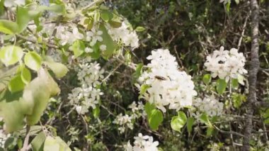 Bereketli bir ağacın baharı, güneşin altındaki bir elma ağacının üzerindeki beyaz çiçekler ve onlardan kalkan bir kelebek. Yavaş çekim.