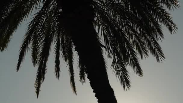 Uma Palmeira Alta Seus Ramos Balançando Vento Obscurecendo Sol Brilhante — Vídeo de Stock