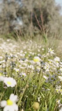 Dikey video. Güneşli bir günde beyaz papatya çiçekleri arasında yürüyen spor ayakkabılı ve kot pantolonlu bir kadının bacakları. Yavaş çekim, düşük açı.