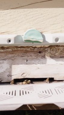 Dikey video. Arıların bal ve nektar getirdiği eski bir arı kovanına yaklaşıyoruz. Yakın çekim, güneşli gün. Yavaş çekim.