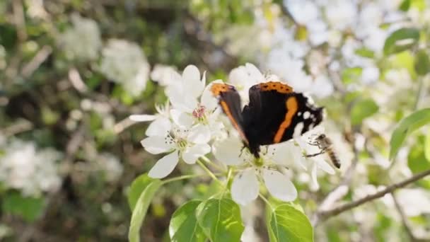 Sommerfuglen Jager Bien Væk Fra Hvide Blomster Træet Pollen Kollektion – Stock-video