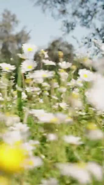 Вертикальное Видео Поле Белых Ромашковых Цветов Качающихся Траве Низким Углом — стоковое видео