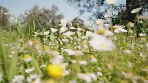 一片片白色的雏菊在草丛中摇曳着 从一个很低的角度缓慢地摇曳着 春天里阳光灿烂 — 图库视频影像