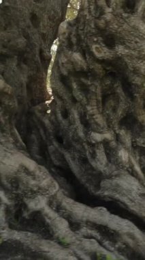 Dikey video. Eski bir zeytin ağacının etrafındaki panoramik manzara geniş ve dolambaçlı köklerini ve gövdesini sergiliyor..