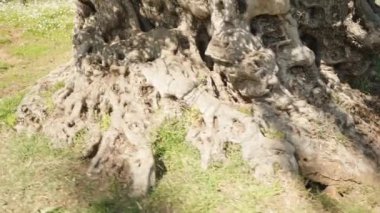 Parlak güneşin altında bin yıllık bir zeytin ağacı.