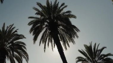 Üç uzun palmiye ağacı parlak güneşi gövdeleriyle engelliyor, kameraya parlayan parlaklıklar..