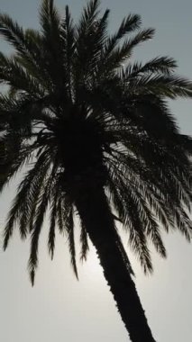 Dikey video. Üç uzun palmiye ağacı parlak güneşi gövdeleriyle engelliyor, kameraya parlayan parlaklıklar..