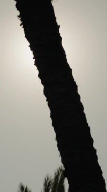 Dikey video. Parlak güneşli havada, gövdenin arkasında güneş olan bir palmiye ağacının koyu bir silueti..