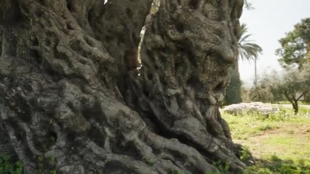 Панорамний Вид Навколо Стародавнього Оливкового Дерева Демонструє Його Широке Звивисте — стокове відео