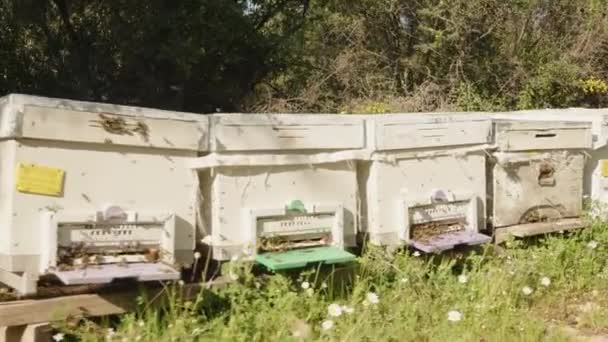 Méhészet Méhkaptárak Sok Repülő Méhvel Hosszú Sorba Rendezve Fák Hátterével — Stock videók
