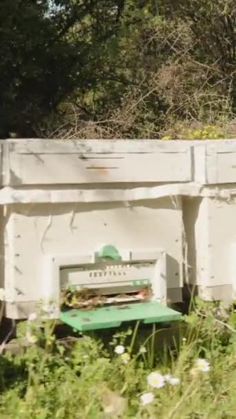 Dikey Video Arı Kovanları Ağaçların Arkasında Uzun Bir Sıra Halinde — Stok video