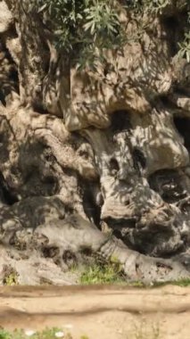 Dikey video. Yukardan yukarısına bakan bin yıllık eski bir zeytin ağacının kıvrımlı ve geniş gövdesi.