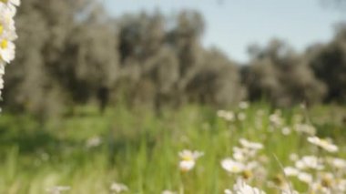 Bir kadın güneşli bir çayırda beyaz papatyaları topluyor ve kafasında yakın plan bir çelenge dönüştürüyor..