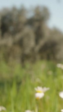 Dikey video. Bir kadın güneşli bir çayırda beyaz papatyaları topluyor ve kafasında yakın plan bir çelenge dönüştürüyor..