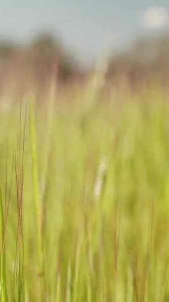 Vertikales Video Das Grüne Gras Wiegt Sich Wind Makro Strahlend — Stockvideo