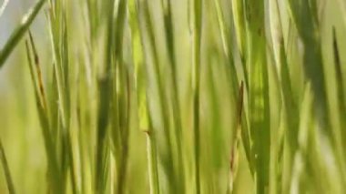 Güneşli bir çayırda çimlerden yükseliyor, makro. Rüzgâr onu mavi gökyüzünün görüntüsüyle sallıyor.