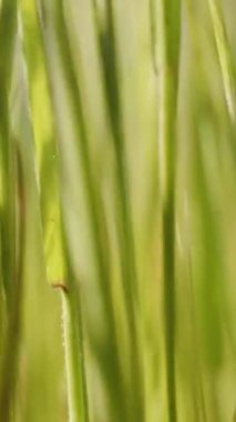 Dikey video. Güneşli bir çayırda çimlerden yükseliyor, makro. Rüzgâr onu mavi gökyüzünün görüntüsüyle sallıyor.