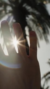 Dikey video. Rüzgarda sallanan palmiye dalları, parlak güneşin gölgesinde mavi gökyüzüne karşı. Arkaplan.