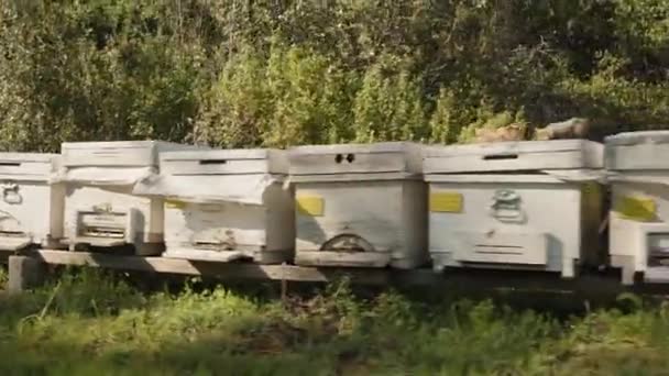 私を攻撃しようとする空気中のミツバチと養蜂場でハチの列に沿ってジョギング — ストック動画