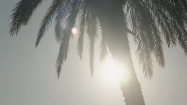 Palmiyelerin arasından parlak güneş, ışınlar ve parıltılar, palmiye ağaçlarının siyah silueti.