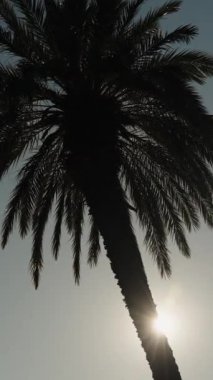 Palmiye ağaçlarının arka planında, rüzgarda sallanan gölgelerde, güneş ışığı ara sıra kırılıyor..