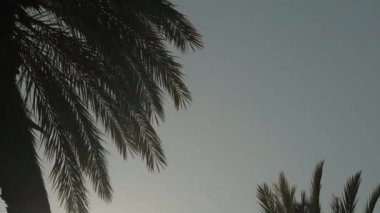 Rüzgarda sallanan palmiye dalları, parlak güneşin gölgesinde mavi gökyüzüne karşı. Arkaplan.