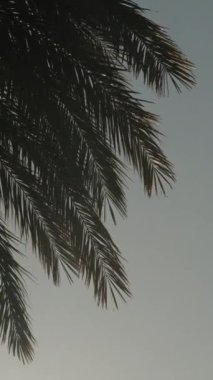 Rüzgarda sallanan palmiye dalları, parlak güneşin gölgesinde mavi gökyüzüne karşı. Arkaplan.