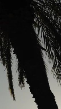 Dikey video. Uzun bir palmiye ağacı ve dalları rüzgarda sallanıyor, parlak güneşi engelliyor..